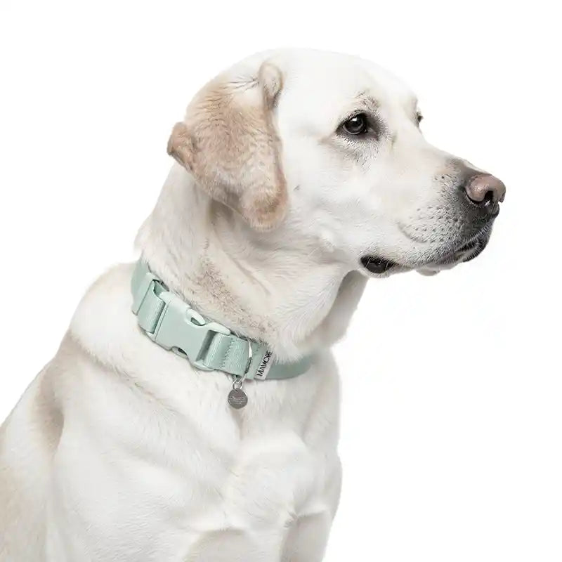 Amore Collar in Mint Green
