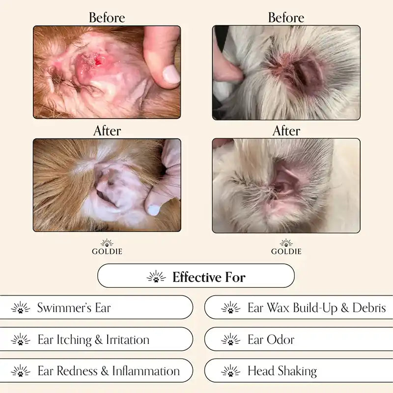 Before and after comparison of pet ear conditions treated with Goldie product.