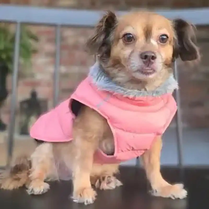 Small dog wearing peach extreme weather dog coat
