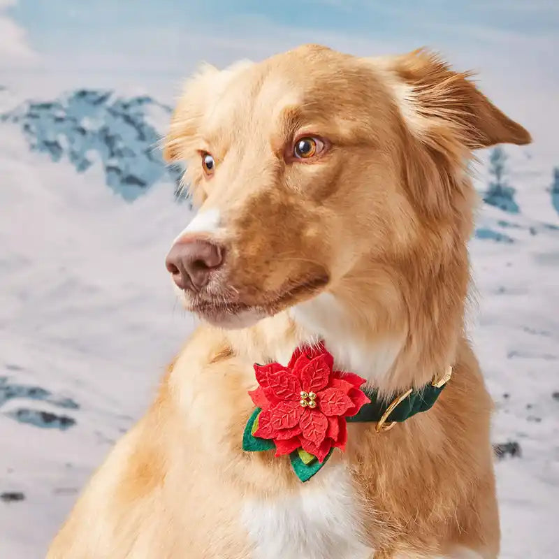 Dog wearing a red poinsettia collar with a snowy mountain background