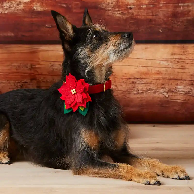 Dog wearing a red poinsettia flower collar against a wooden background