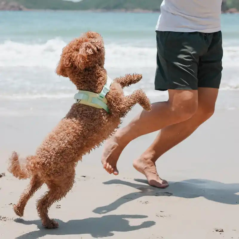 poodle playing in jelly harness