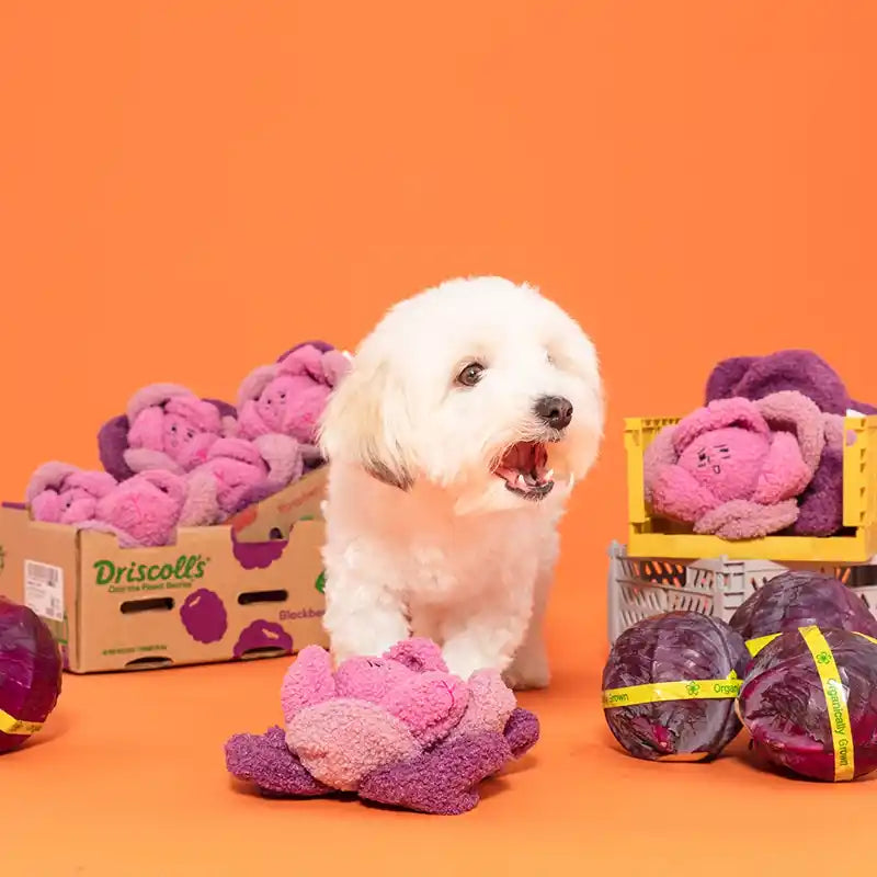 dog staged with nosework cabbage toys