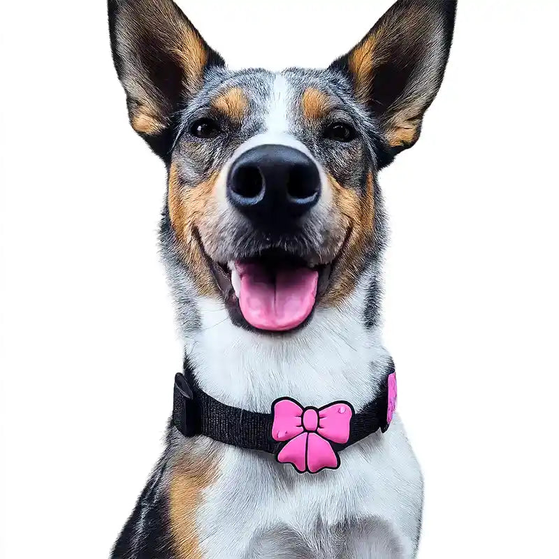 Dog wearing a collar with a pink bow charm.