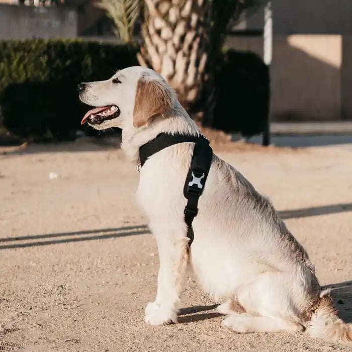 dog wearing roam black harness