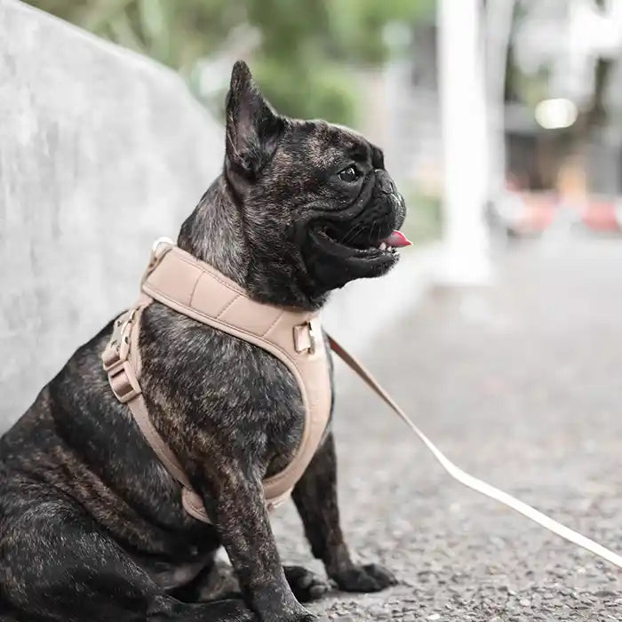 A Frenchie wearing the beige Roam Luxe Dog Harness