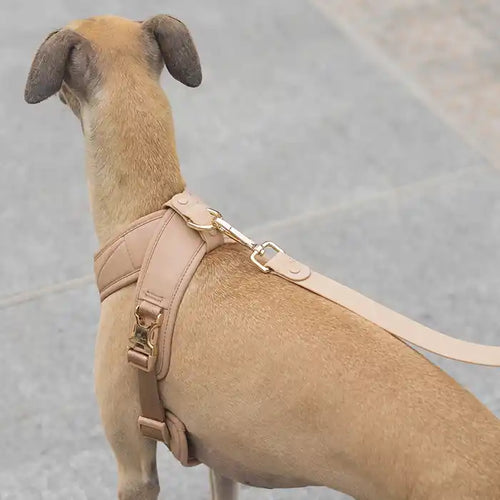 A dog wearing a beige Roam Luxe Dog Harness with a crossed strap design