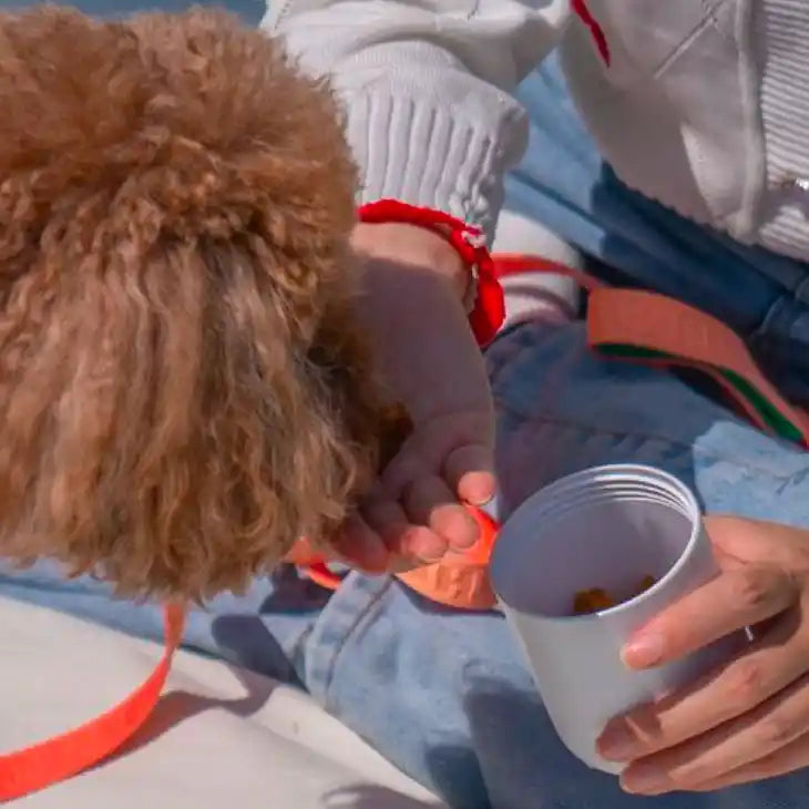 hand held dog water bottle