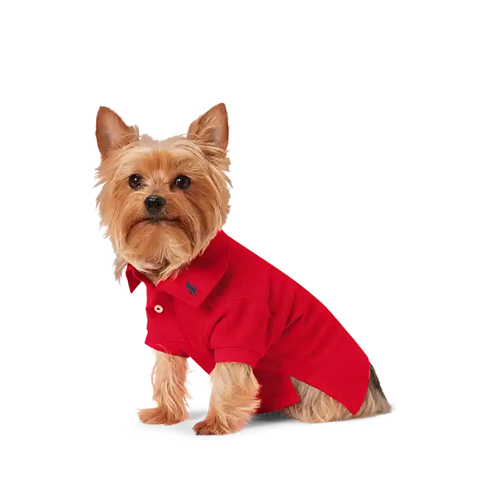 yorkie wearing red ralph lauren dog polo
