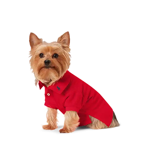 yorkie wearing red ralph lauren dog polo