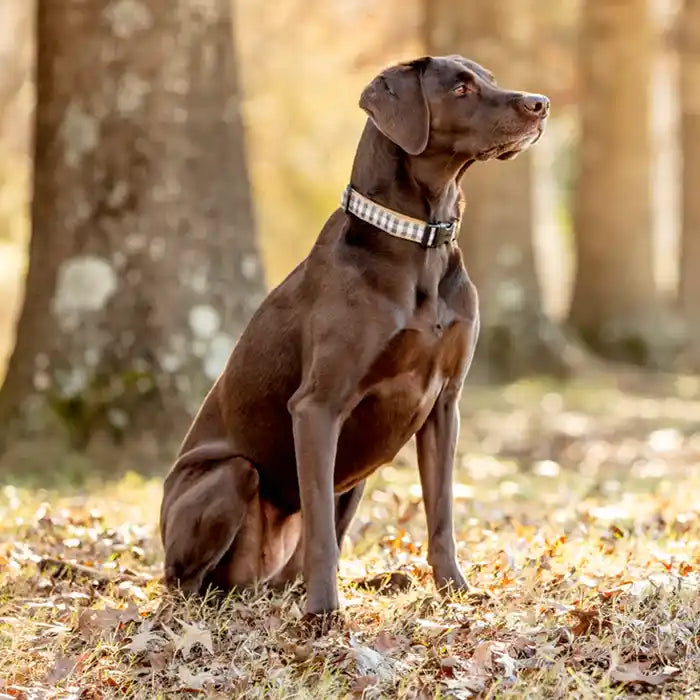 up country gray buffalo check dog collar lifestyle