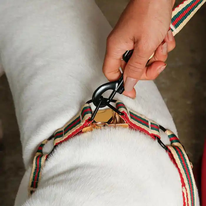 saint rue le classic striped harness