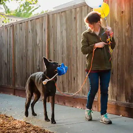 person walking dog holding balloon  birthday toy