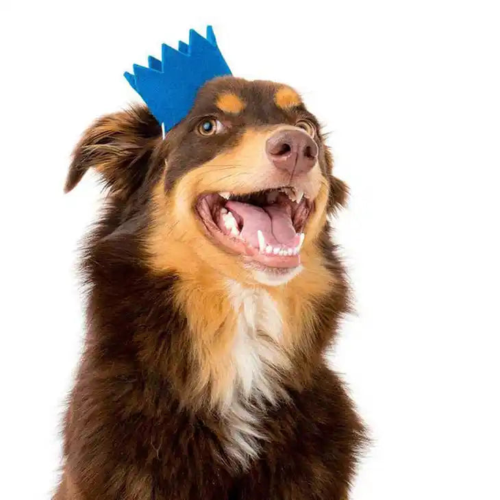 felt blue party pet crown