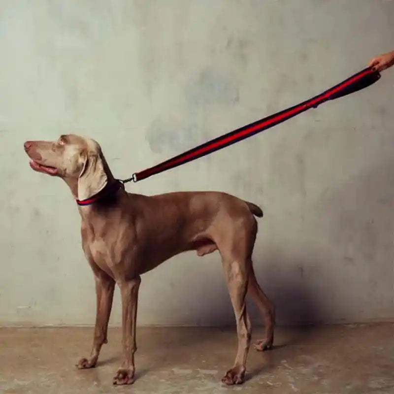 saint rue the padded city leash - honore (navy and red)