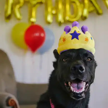 crown birthday dog toy
