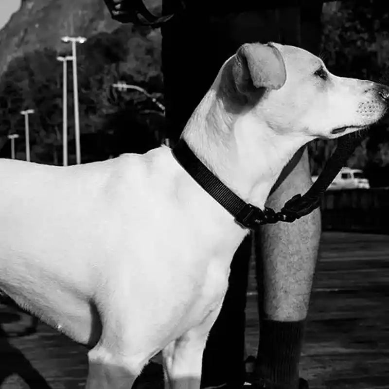 Zee.Dog Gotham Dog Collar styled