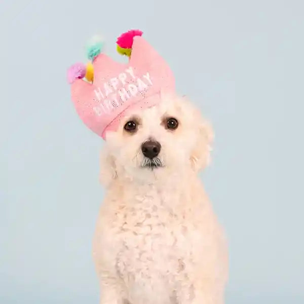 dog wearing plush pink birthday crown dog toy
