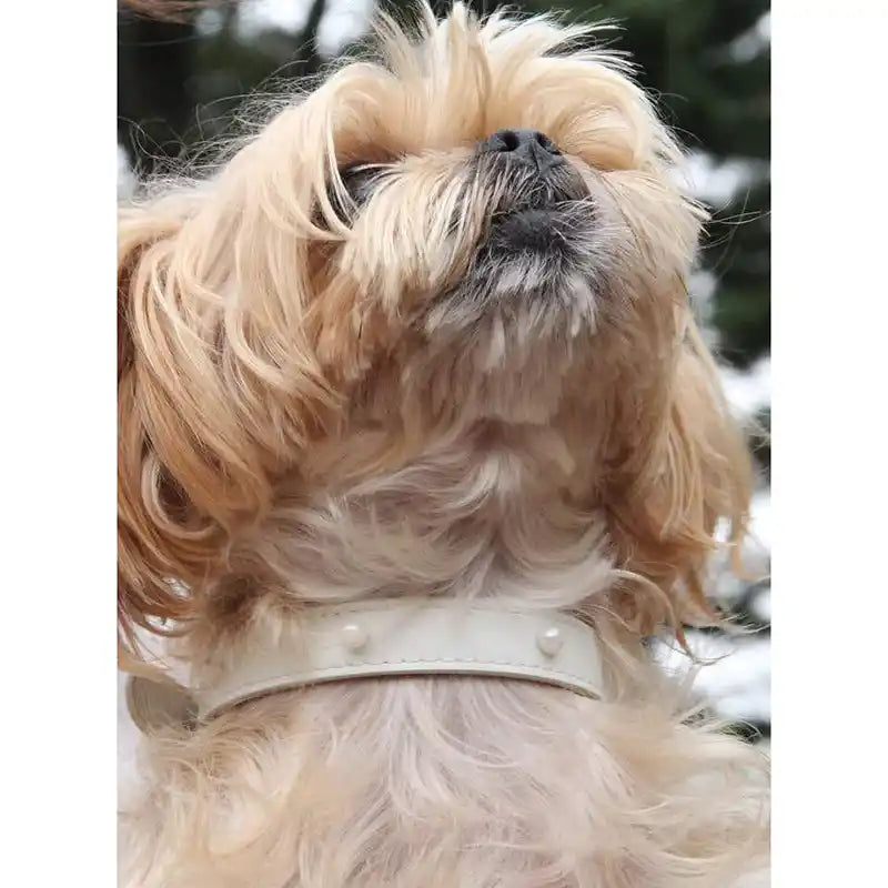 shaya jila pearl wedding dog collar styled