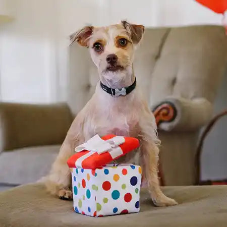 birthday gift dog toy with dog posing