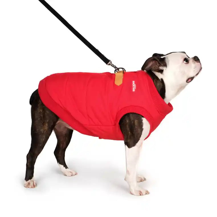 boston terrier modeling charlie's backyard padded harness jacket in red