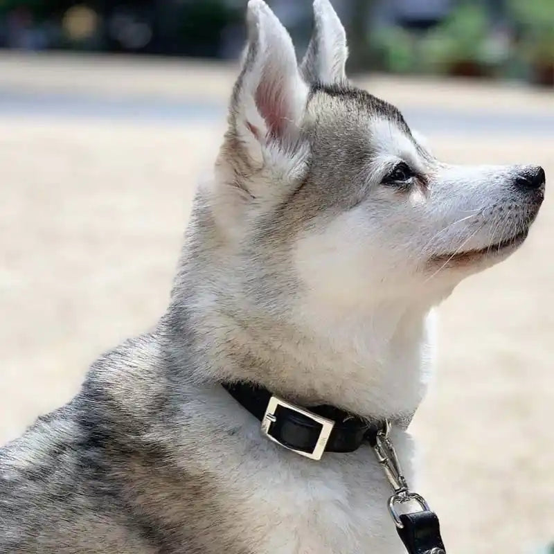 Shaya Luxury Taylor Dog Collar styled - Vegan Canvas
