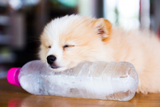 A small dog resting its chin on a plastic bottle of water.