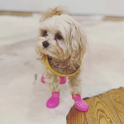 Mia the Maltipoo wearing pink booties to illustrate best dog booties for hiking.