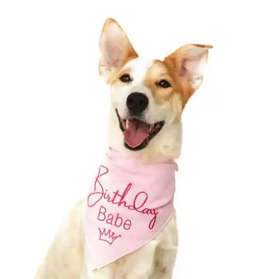 A smiling pup with a pink "Birthday Babe" bandana.