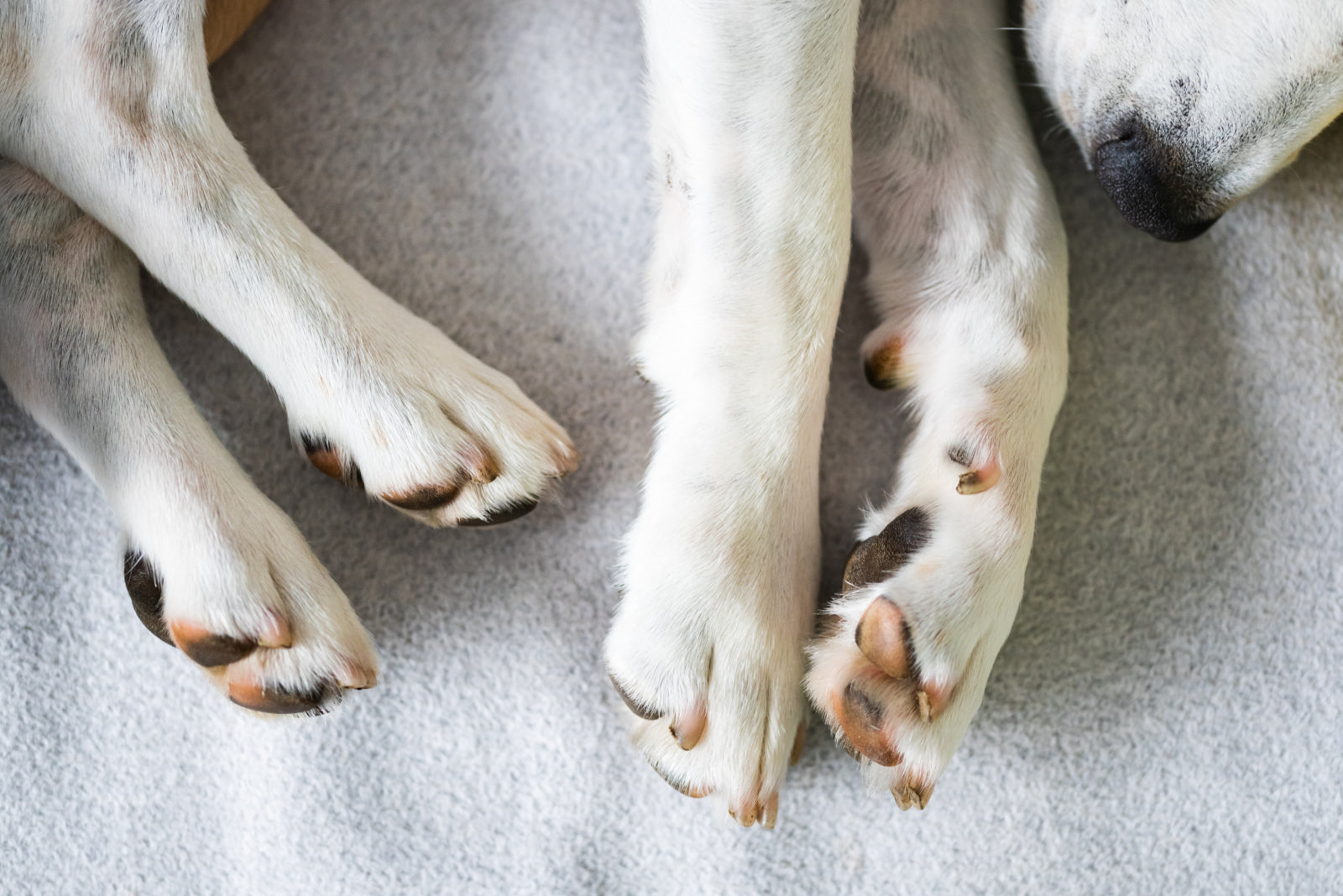 Beagle dog tired sleeps on a cozy sofa. Closeup of all fours legs and paws to illustrate how to measure dog paws for booties