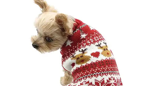 Small dog in a Christmas sweater from the back as dog looks back.