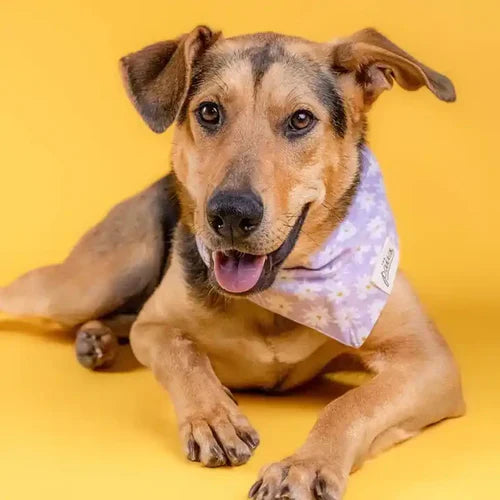 Dog wearing a stylish purple dasiy bandana.