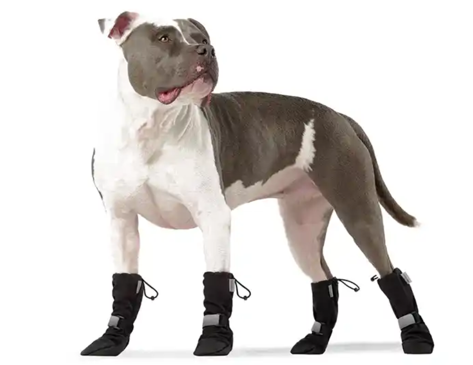 A dog wearing soft, black booties with reflective strips