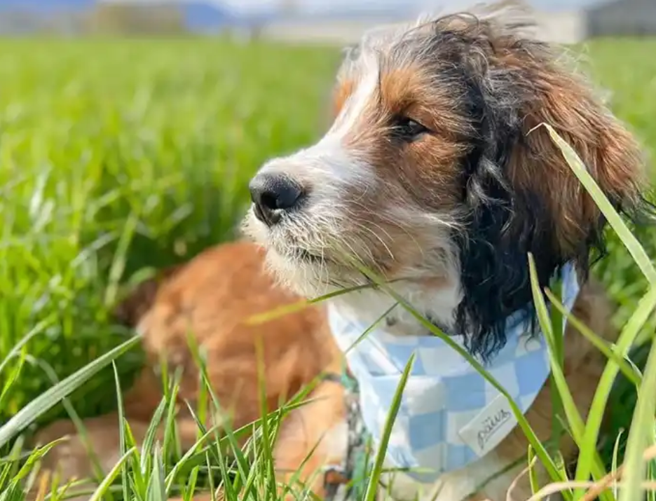 Dog wearing blue and white checkered bandana in tall grass.