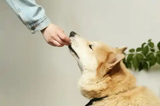 Person feeding their dog