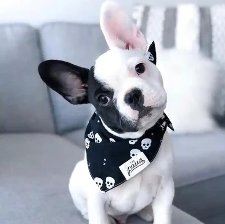 French bulldog wearing a Halloween bandana with skulls on it.