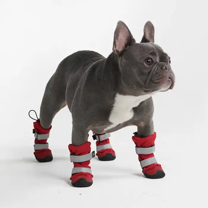 Frenchie wearing red dog booties with double velcro straps and a rip cord closure as well