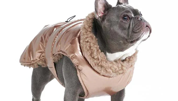 A Frenchie wearing a Metallic Slip-on Insulated Dog Jacket.