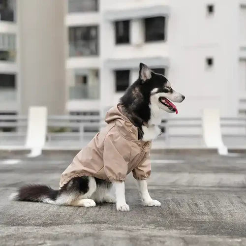 A husky wearing a Beige "Brooklyn" Dog Rain Jacket outdoors