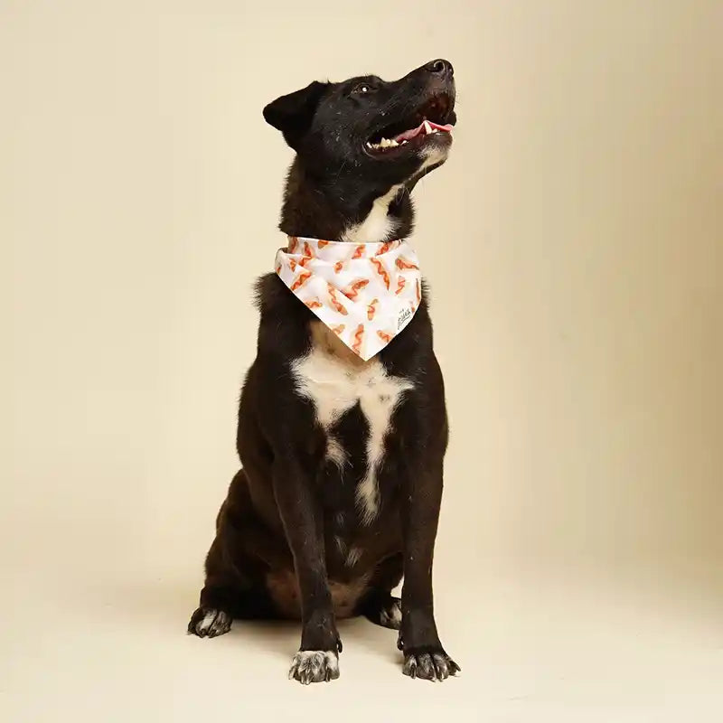 Cut dog with a hot dog bandana on to illustrate Things to Put on Your Dog’s Bandana.