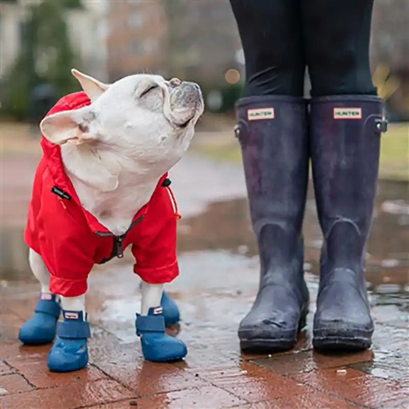 A small white dog in a red raincoat and blue booties on a wet day to help illustrate how to get dog booties to stay on.