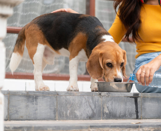 Beagle drinking from a dog bowl on outside steps as owner uses bottled water to fill it.