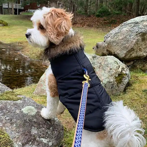 A small dog wearing an Aspen Puffer Dog Coat with front paws on a rock looking over a pond.