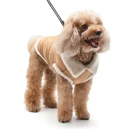 Dog Outerwear