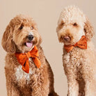 Two fluffy dogs wearing orange velvet bow ties.