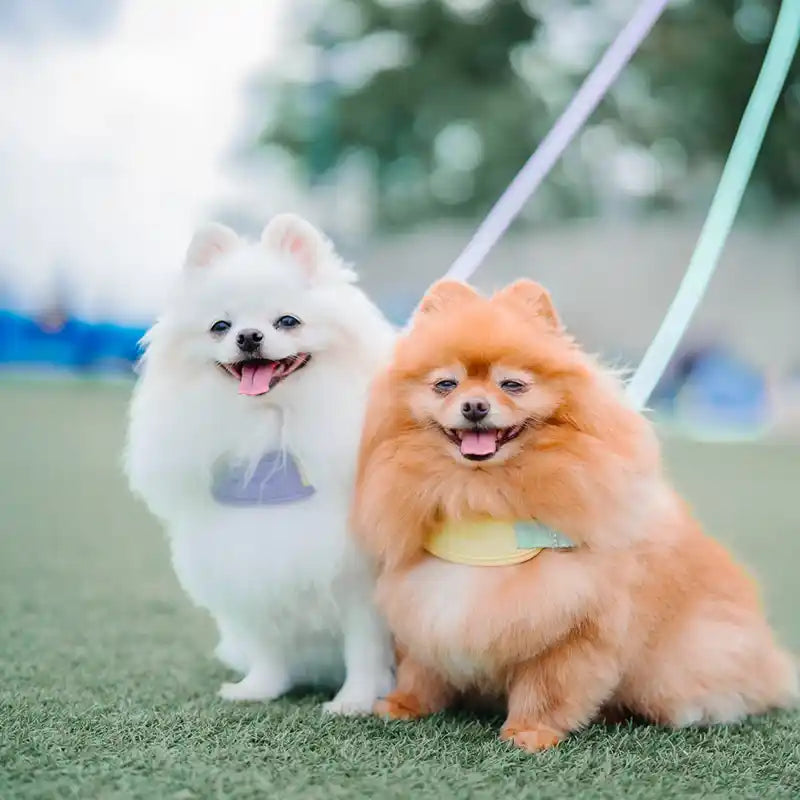 2 poms wearing jelly harnesses