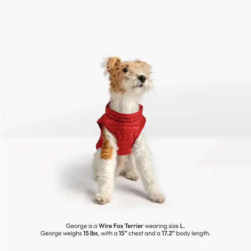Front view of a dog wearing a red puffer vest.