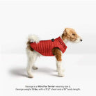 Side view of a dog wearing a red puffer vest.