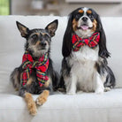 tartan plaid lady dog bow & bow-tie styled
