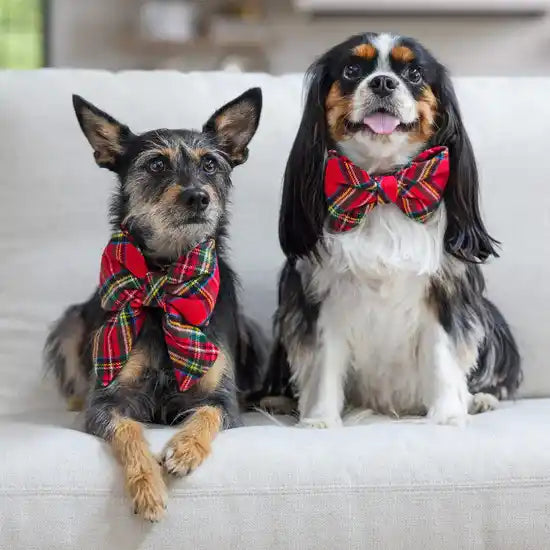 tartan plaid lady dog bow & bow-tie styled